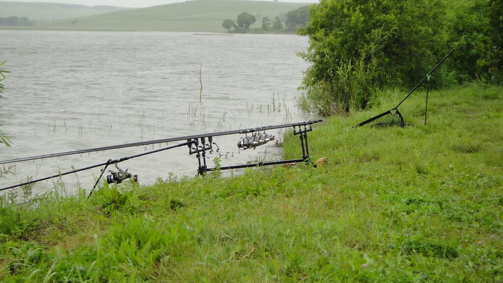 Азы карпфишинга для начинающих от профессионала - как поймать карпа?