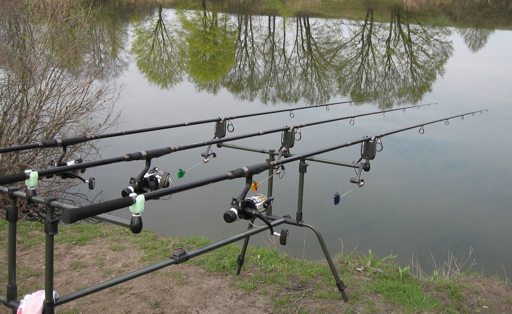 Что за рыба толстолобик, как поймать и как вкусно приготовить рыбу