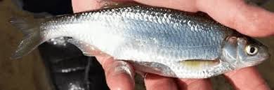 Рыба верхоплавка: фото и описание, отличие от уклейки, на что ловить