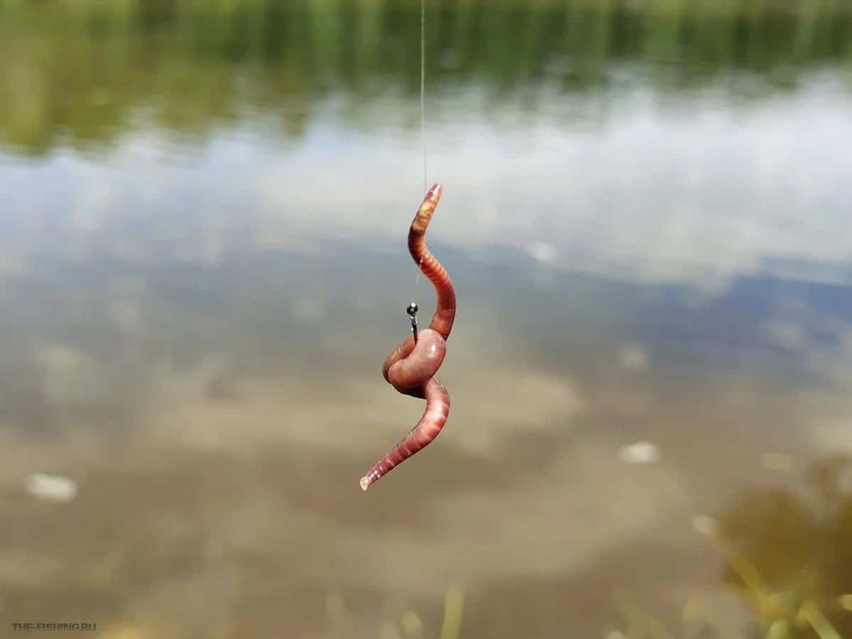 Как правильно насадить червя на крючок - наглядное фото и видео