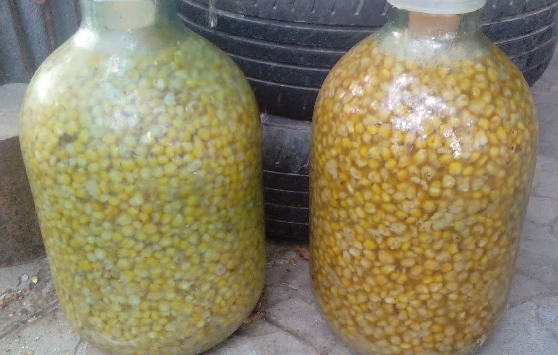 Как сделать и хранить ферментированную кукурузу для рыбалки