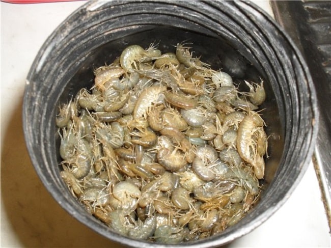 На что ловить карпа - лучшие насадки и наживки в зависимости от сезона и снасти