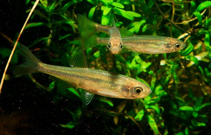 Рыба верхоплавка: фото и описание, отличие от уклейки, на что ловить