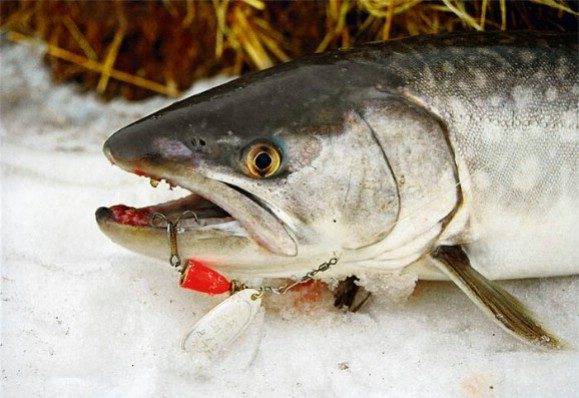 Рыба кунджа - описание, повадки, ареал обитания и рыбалка