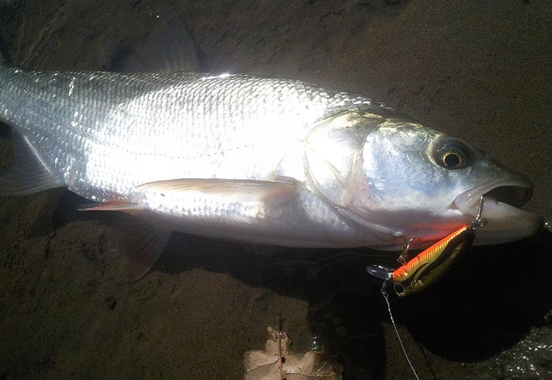 Рыбалка в Астрахани и Астраханской области в зависимости от сезона