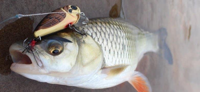 Рыба голавль: описание, повадки, поиск, ловля и приготовление