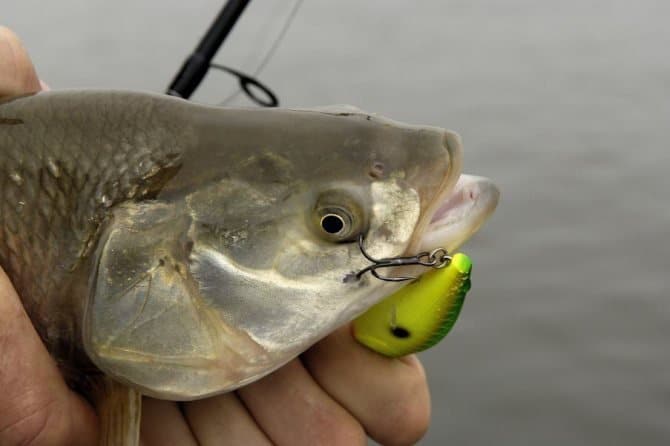 Лучшие воблеры на жереха: ТОП-60 минноу, кренков, шэдов для шереспера