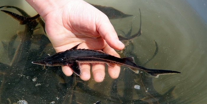 Как выглядит рыба стерлядка: описание с фото, как вкусно приготовить