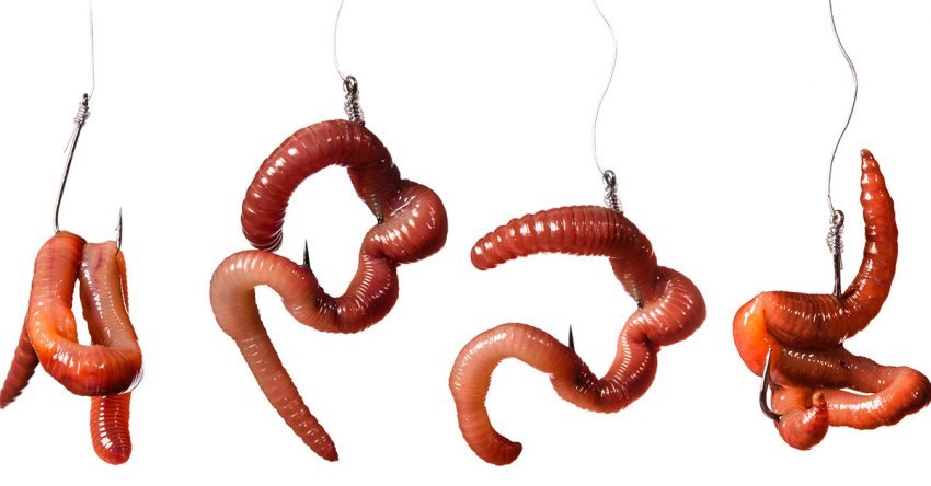 Как правильно насадить червя на крючок - наглядное фото и видео