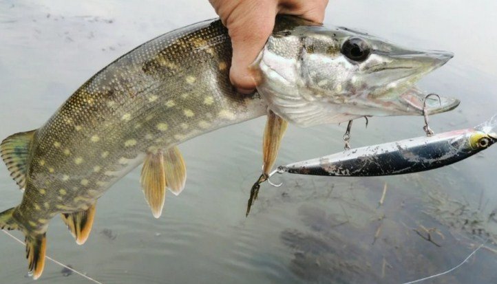 Широковское водохранилище: рыбалка, где находится, карта для рыболовов