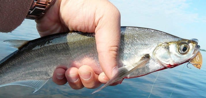 Где водится рыба чехонь, как выглядит и как ее поймать зимой, весной и летом