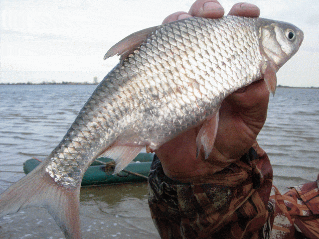 Рыбалка в Астрахани и Астраханской области осенью 2025 дикарем и на базах отдыха