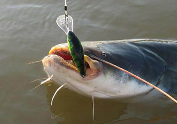 Места стоянки и повадки сома осенью, особенности ловли усатого и всеядного