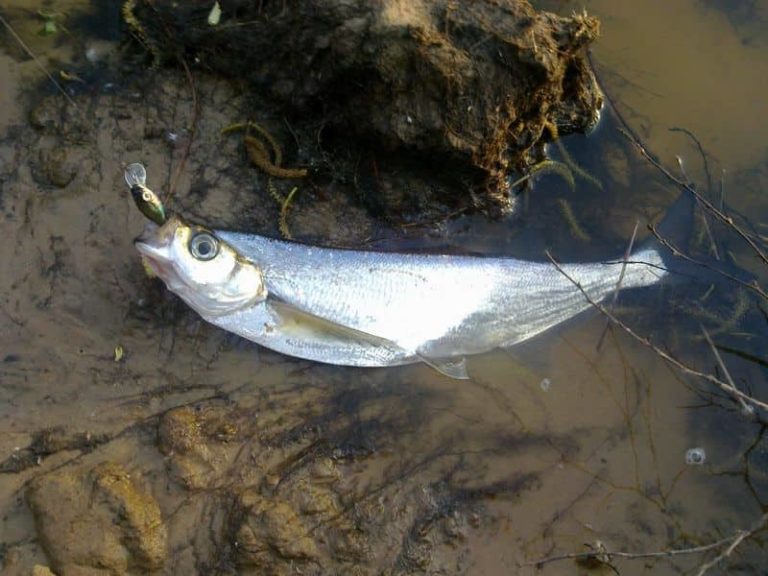 Где водится рыба чехонь, как выглядит и как ее поймать зимой, весной и летом