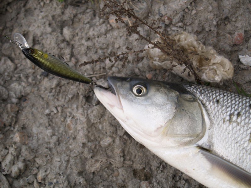 Жерех осенью: повадки и ловля в сентябре, октябре и ноябре
