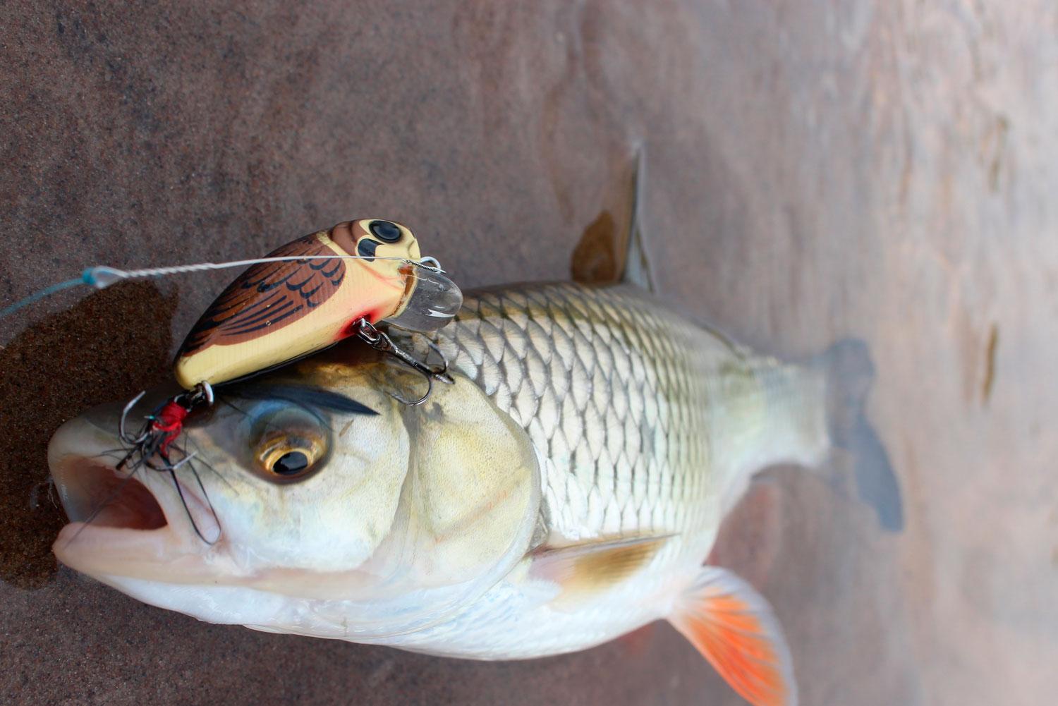 Рыбалка в Астрахани и Астраханской области осенью 2025 дикарем и на базах отдыха