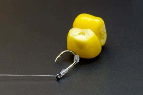 Ловля сазана и карпа на кукурузу: монтаж снасти, как приготовить зерна