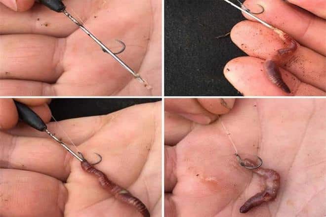 Как правильно насадить червя на крючок - наглядное фото и видео