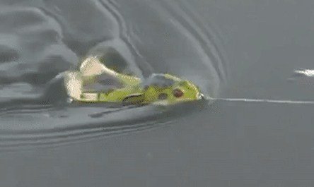 Лягушка незацепляйка Wobbler Frog в практических условиях рыбалки