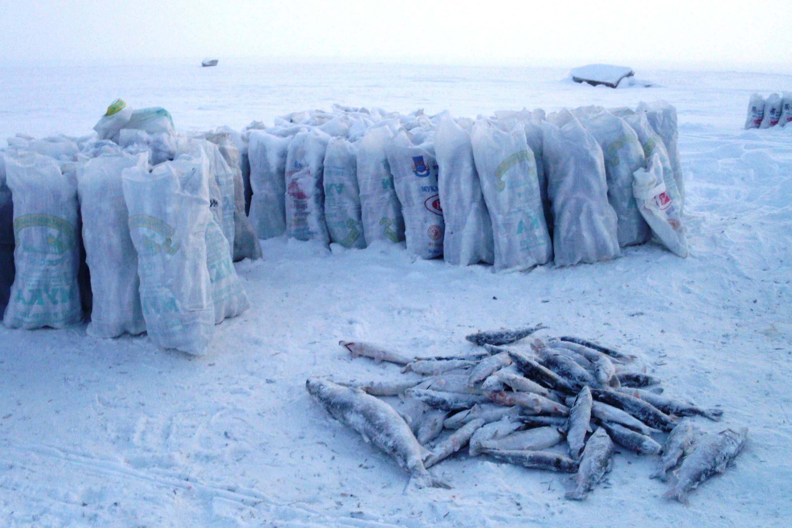 Зимняя рыбалка в Сибири сезон 2025: теория и практика ловли на видео