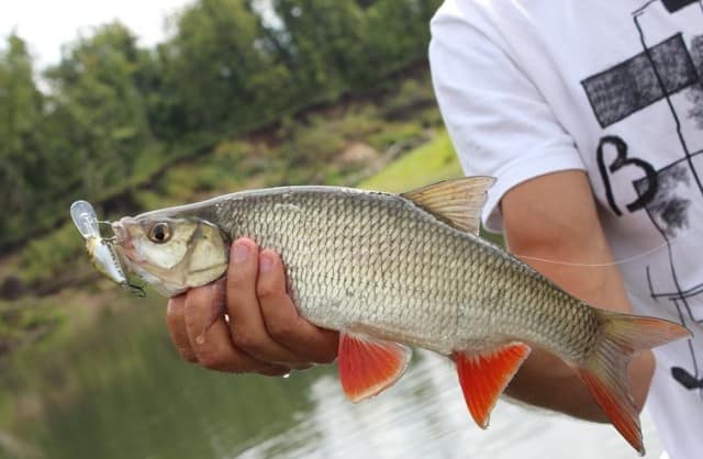 Рыба голавль: описание, повадки, поиск, ловля и приготовление