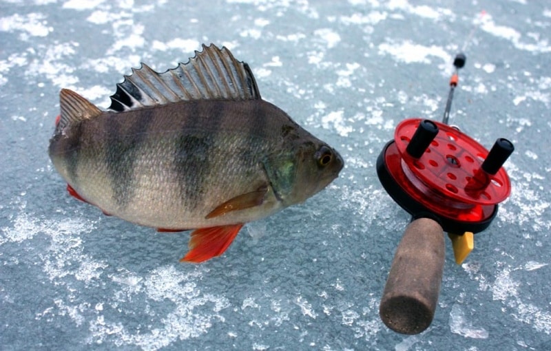 Зимняя ловля окуня на балду: техника, проводки, изготовление своими руками