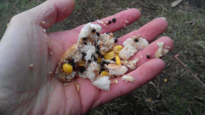 Лучшая прикормка для плотвы: самодельные рецепты и покупные смеси