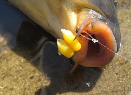 Ловля сазана и карпа на кукурузу: монтаж снасти, как приготовить зерна
