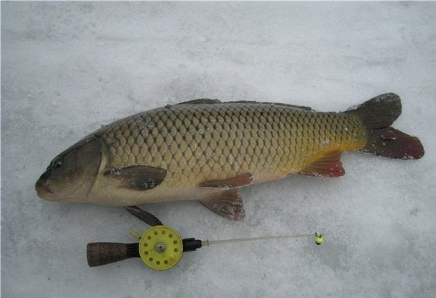 На что ловить карпа - лучшие насадки и наживки в зависимости от сезона и снасти