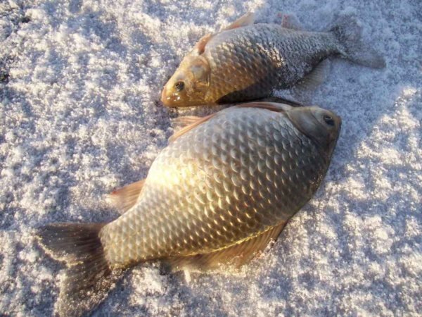 Зимняя донка: варианты оснастки, ловля на течении и стоячей воде