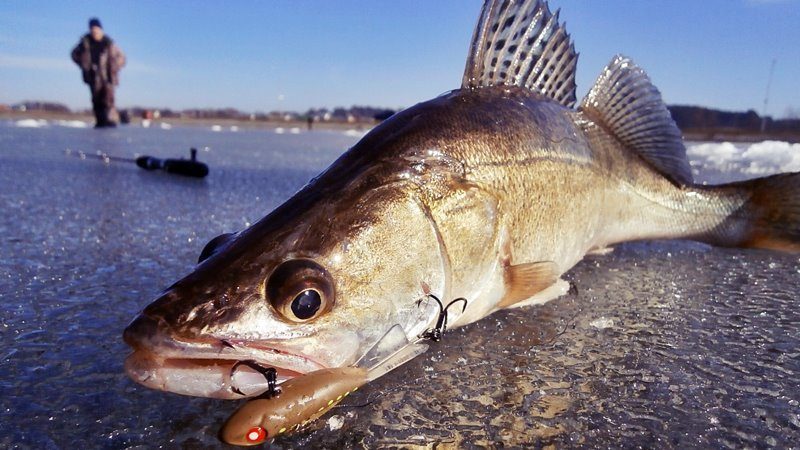 Рыбалка в Курске и области в сезоне 2025: водоемы, карта, отчеты