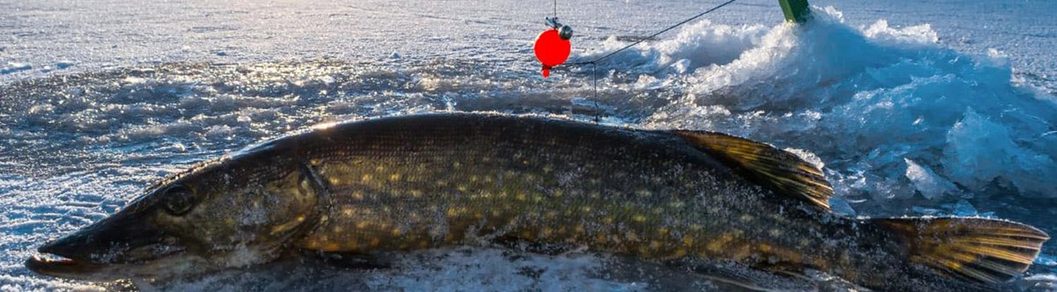 Рыбалка на Ахтубе дикарем и на базах: карта глубин и рыболовных мест