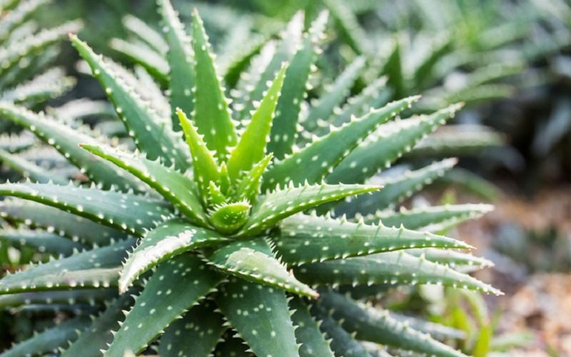 Алоэ семейства Асфоделовые