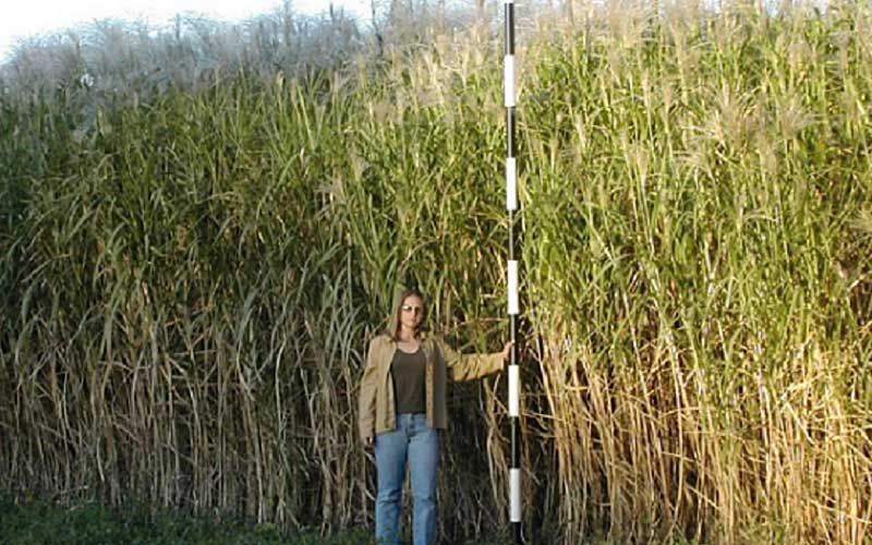 Слоновая трава