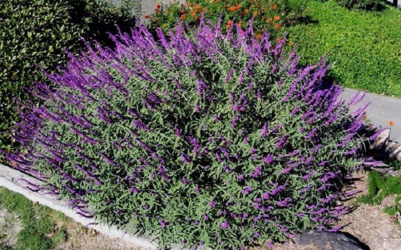 Шалфей семейства Яснотковые