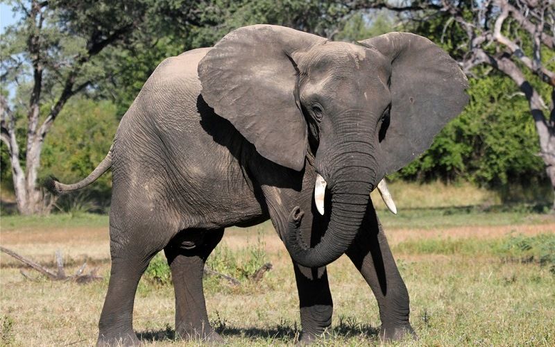 Саванный слон