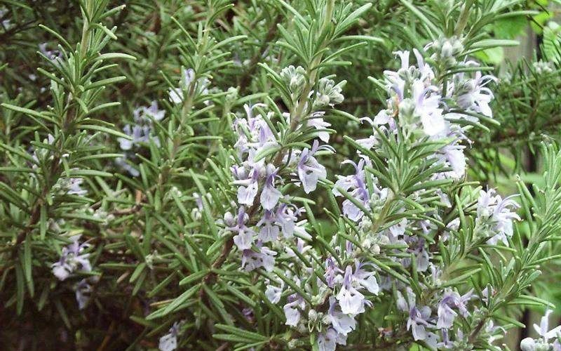 Розмарин лекарственный (обыкновенный)