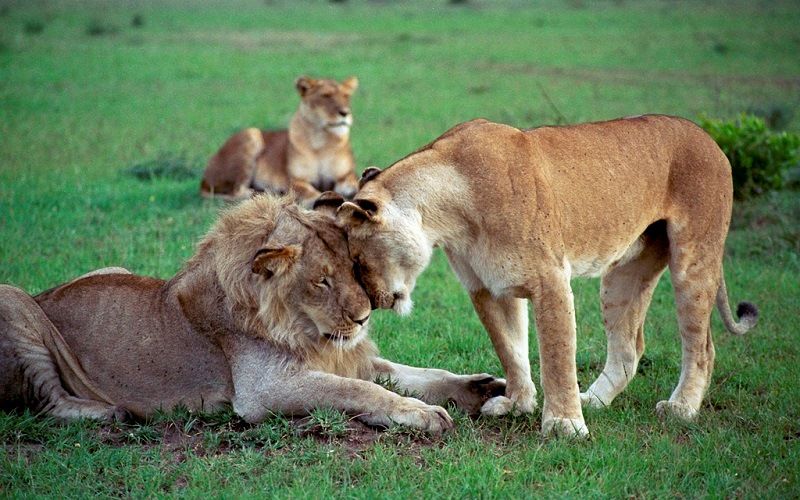 Лев - хозяин саванны