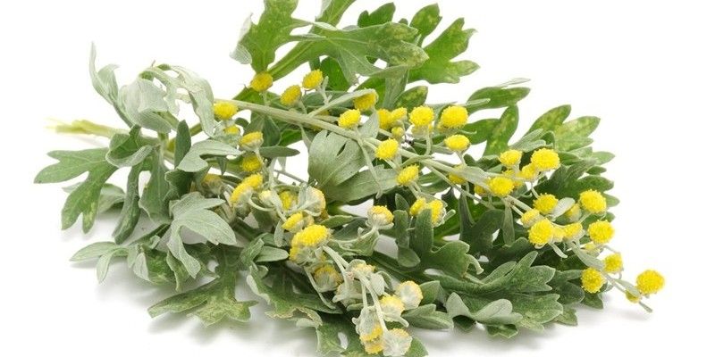 Полынь (семейство Астровых)