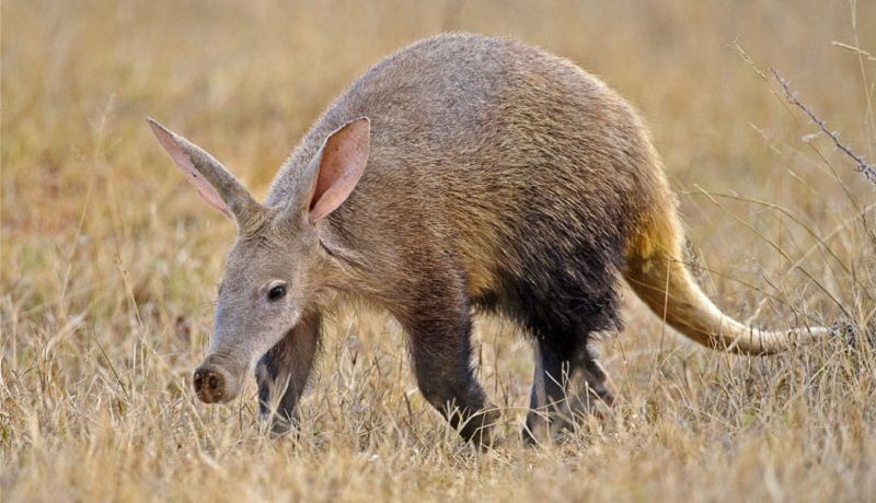 Капский трубкозуб