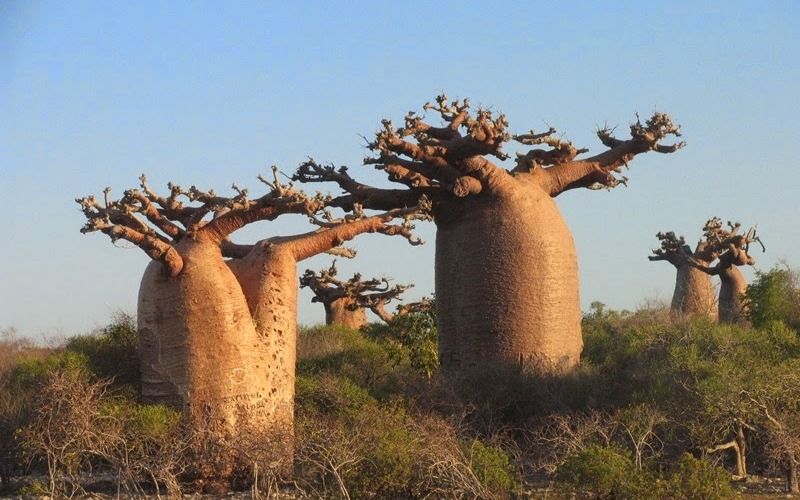 Баобаб