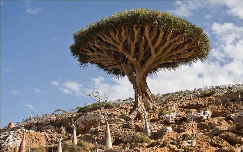 Драконовое дерево