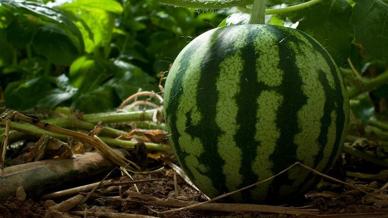 Как растет арбуз