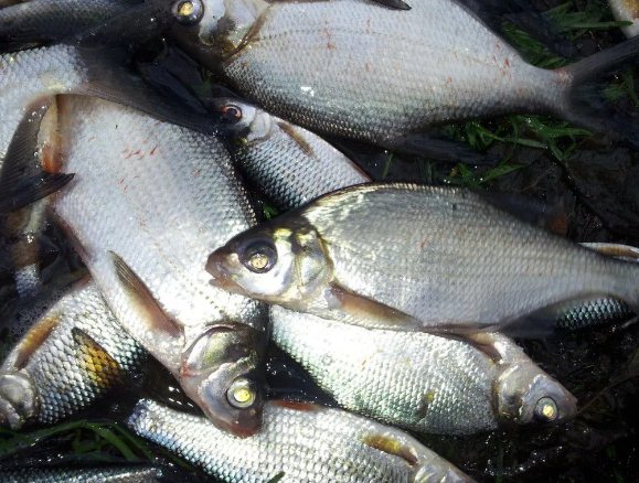 белое озеро шатура