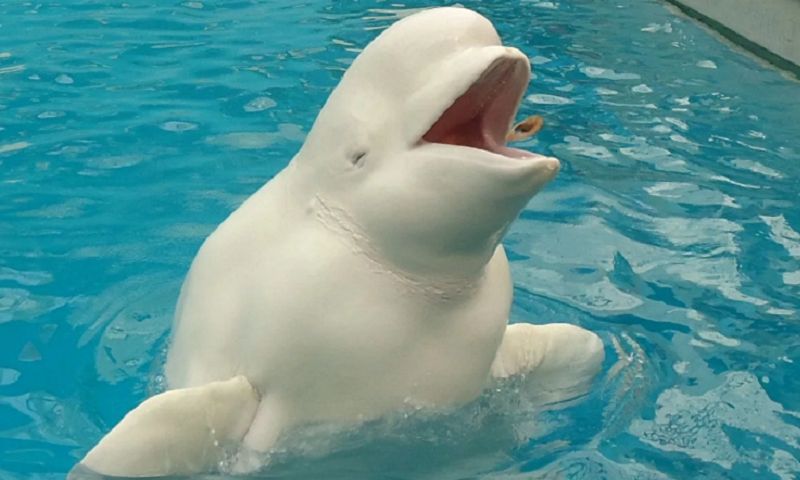 Белый дельфин - строение тела