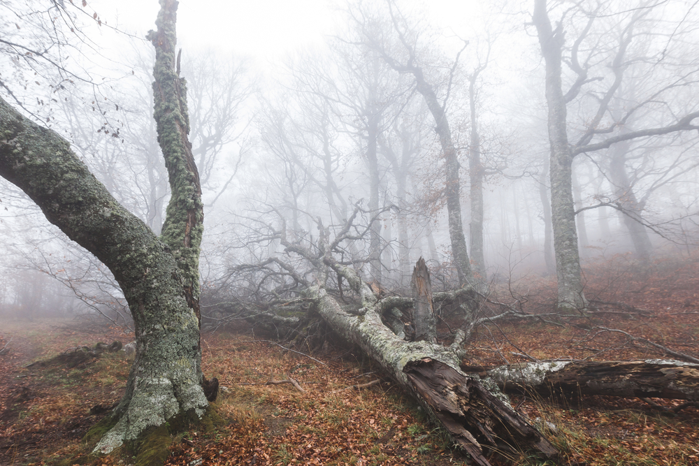 дремучий лес