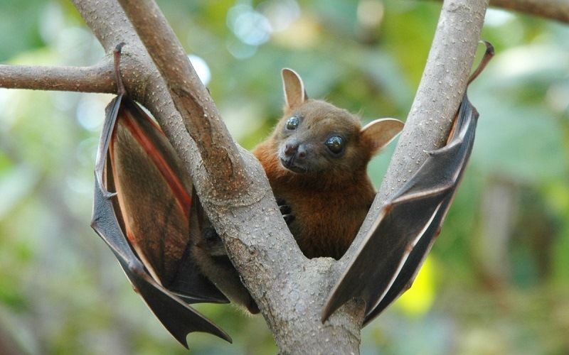 Кофе Летучая мышь