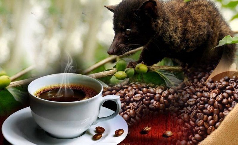 Кофе Копи Лювак