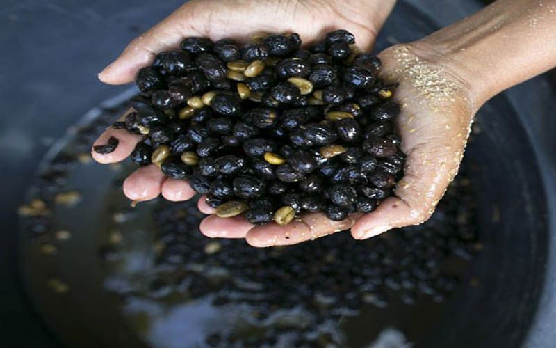 Кофе Черный бивень