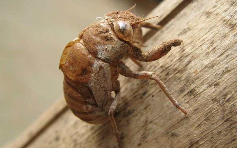 Опасный жук-убийца